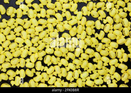 Alloway Rotay ha tenuto una corsa dell'anatra sul fiume Ayr Un mare di giallo Foto Stock