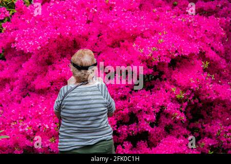 Portland, Oregon. 26 Apr 2021. I festaioli primaverili ammirano un festival di colori durante la fioritura di picco al Crystal Springs Rhododendron Garden il 26 aprile 2021 a Portland, Oregon. Fondata nel 1950, i 9.5 acri di giardini sono un'amata attrazione primaverile tra turisti e abitanti del luogo, con un'ampia collezione di rododendri, azalee e altre specie di piante rare. (Foto di Gaspard le DEM/Sipa USA) Credit: Sipa USA/Alamy Live News Foto Stock