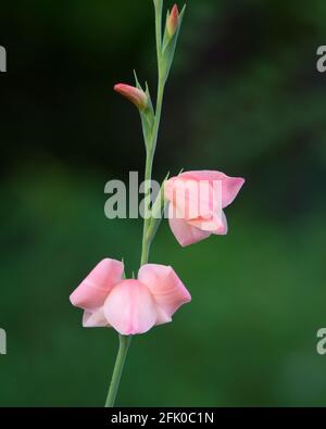 Fuoco selettivo su una bella fioritura di fiori di gladiolo rosa (Gladiolus oppositiflorus), nel giardino a Mangalore a Karnataka, India. Foto Stock