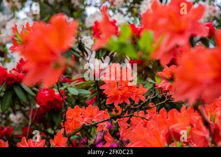 Portland, Oregon. 26 Apr 2021. Fiori in fiore al Crystal Springs Rhodendron Garden il 26 aprile 2021 a Portland, Oregon. Fondata nel 1950, i 9.5 acri di giardini sono un'amata attrazione primaverile tra turisti e abitanti del luogo, con un'ampia collezione di rododendri, azalee e altre specie di piante rare. (Foto di Gaspard le DEM/Sipa USA) Credit: Sipa USA/Alamy Live News Foto Stock