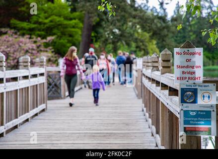 Portland, Oregon. 26 Apr 2021. I festaioli di primavera passeggiano intorno al Crystal Springs Rhododendron Garden il 26 aprile 2021 a Portland, Oregon. Fondata nel 1950, i 9.5 acri di giardini sono un'amata attrazione primaverile tra turisti e abitanti del luogo, con un'ampia collezione di rododendri, azalee e altre specie di piante rare. (Foto di Gaspard le DEM/Sipa USA) Credit: Sipa USA/Alamy Live News Foto Stock