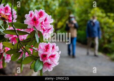 Portland, Oregon. 26 Apr 2021. I festaioli primaverili ammirano un festival di colori durante la fioritura di picco al Crystal Springs Rhododendron Garden il 26 aprile 2021 a Portland, Oregon. Fondata nel 1950, i 9.5 acri di giardini sono un'amata attrazione primaverile tra turisti e abitanti del luogo, con un'ampia collezione di rododendri, azalee e altre specie di piante rare. (Foto di Gaspard le DEM/Sipa USA) Credit: Sipa USA/Alamy Live News Foto Stock