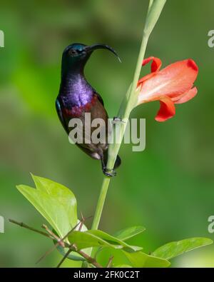 Il primo colpo di un uccello del Loten maschio (Cinnyris lotenius), conosciuto anche come il sunbird a lunga fattura o il sunbird a maroon-breasted, è un uccello endemico a. Foto Stock