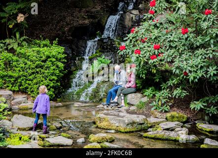 Portland, Oregon. 26 Apr 2021. I festaioli primaverili ammirano un festival di colori durante la fioritura di picco al Crystal Springs Rhododendron Garden il 26 aprile 2021 a Portland, Oregon. Fondata nel 1950, i 9.5 acri di giardini sono un'amata attrazione primaverile tra turisti e abitanti del luogo, con un'ampia collezione di rododendri, azalee e altre specie di piante rare. (Foto di Gaspard le DEM/Sipa USA) Credit: Sipa USA/Alamy Live News Foto Stock