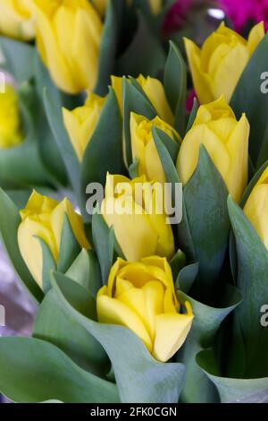 Tulipani gialli Foto Stock
