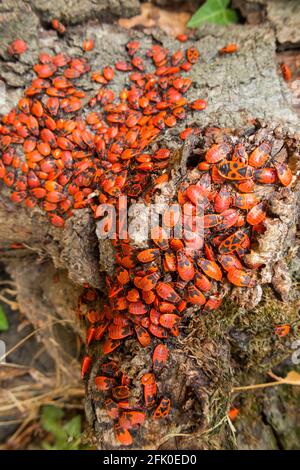 Pyrhocoris aterus (il firebug) è un insetto comune della famiglia Pyrhocoridae. Principalmente ninfe / ninfe esempi & alcuni adulti con i loro segni neri distintivi e punti cerchiati. Foto Stock