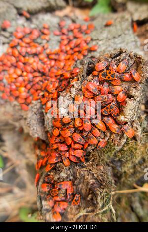 Pyrhocoris aterus (il firebug) è un insetto comune della famiglia Pyrhocoridae. Principalmente ninfe / ninfe esempi & alcuni adulti con i loro segni neri distintivi e punti cerchiati. Foto Stock