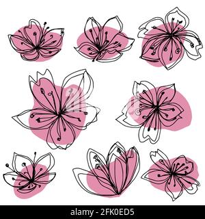 orto floreale contorno fiori ciliegia sakura mela fiore boccioli aperti e chiusi. Vector isolato fiori rosa e neri minimalistici Foto Stock