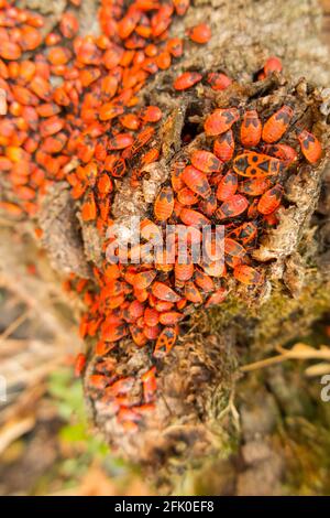 Pyrhocoris aterus (il firebug) è un insetto comune della famiglia Pyrhocoridae. Principalmente ninfe / ninfe esempi & alcuni adulti con i loro segni neri distintivi e punti cerchiati. Foto Stock
