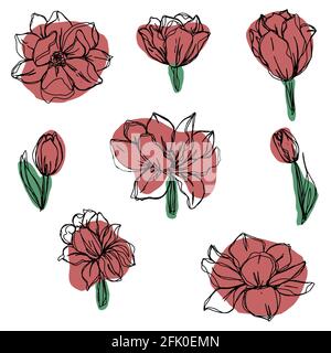 orto floristico insieme contorno fiori peonie, papaveri e tulipani boccioli aperti e chiusi. Vector isolato minimalistico fiori di terracotta Foto Stock