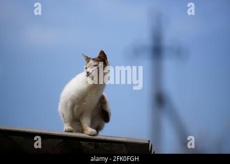 I graffi bianchi macchiati del gatto fuggono sul tetto contro il cielo blu e un polo elettrico in sfocatura. Foto Stock