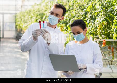 tecnici agricoli multietnici in maschere mediche che lavorano con provette e il computer portatile in serra Foto Stock