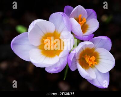 Pastello viola Crocus Sieberi Firefly Macro, preso dall'alto mostrando centri gialli. Foto Stock