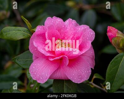 Camellia Rosa 'Donation', all'inizio Spring.Beautiful fiore su un arbusto sempreverde dopo una leggera pioggia. Foto Stock