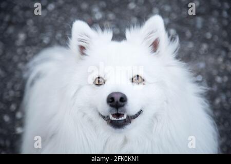 Bianco giapponese Spitz in posa nella città di Weitra, Austria. Fotografia di cane urbano Foto Stock