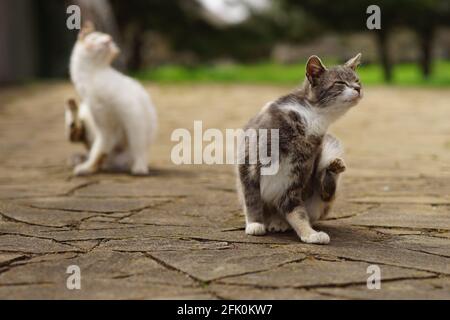 Due gatti hanno fatto scalfire le pulci dietro l'orecchio nel parco primaverile. Foto Stock