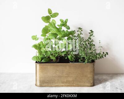 Coltivare erbe fresche a casa sul davanzale. Menta e timo in una scatola di metallo su un tavolo grigio Foto Stock