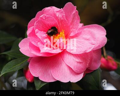 Rosa Camellia 'Donation', all'inizio Spring.Beautiful fiore su un arbusto sempreverde.Bumblebee visitare il giallo balena al sole. Foto Stock