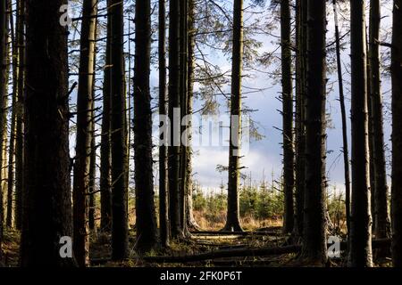 Particolare degli alberi, Foresta di Stainburn Foto Stock