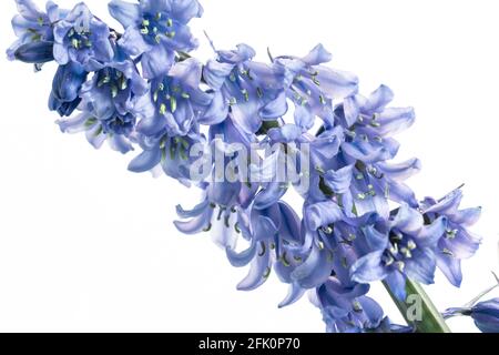 Bluebells spagnolo Foto Stock