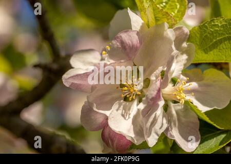 Fiore sull'albero di Mela di Bramley Foto Stock