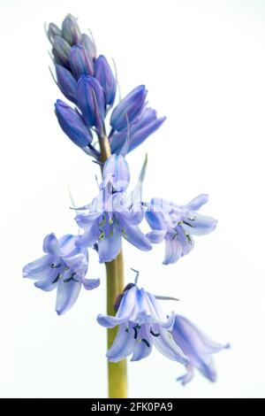 Bluebells spagnolo Foto Stock