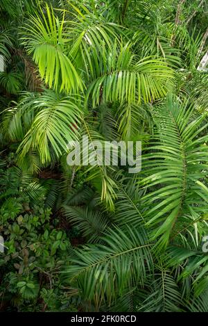 Full Frame Shot di foglie di palma, Soberania National Park, Panama, America Centrale Foto Stock