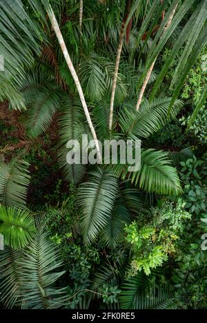 Full Frame Shot di foglie di palma, Soberania National Park, Panama, America Centrale Foto Stock