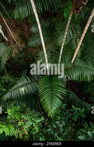 Full Frame Shot di foglie di palma, Soberania National Park, Panama, America Centrale Foto Stock
