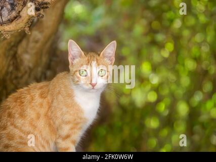 Carino giovane domestico bicolore arancione e bianco gatto guardando e  sniffing aspirapolvere robot. Gatto curioso e interessato. Primo piano,  messa a fuoco selettiva, spazio di copia Foto stock - Alamy