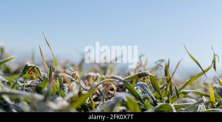 Prime gelate primaverili, piante surgelate nel prato all'alba Foto Stock