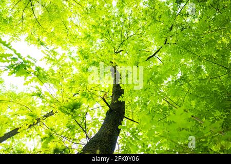 (Messa a fuoco selettiva) vista mozzafiato di alcune corone di alberi verdi. Bella foresta con alcuni alberi di quercia con rami e foglie che formano uno sfondo naturale. Foto Stock