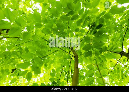 (Messa a fuoco selettiva) vista mozzafiato di alcune corone di alberi verdi. Bella foresta con alcuni alberi di quercia con rami e foglie che formano uno sfondo naturale. Foto Stock