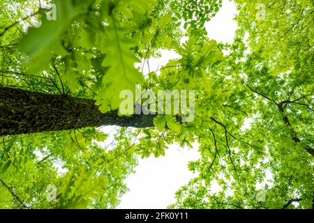 (Messa a fuoco selettiva) vista mozzafiato di alcune corone di alberi verdi. Bella foresta con alcuni alberi di quercia con rami e foglie che formano uno sfondo naturale. Foto Stock