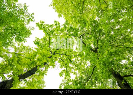 (Messa a fuoco selettiva) vista mozzafiato di alcune corone di alberi verdi. Bella foresta con alcuni alberi di quercia con rami e foglie che formano uno sfondo naturale. Foto Stock