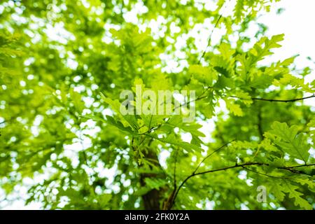 (Fuoco selettivo, messa a fuoco in primo piano) vista mozzafiato di alcune foglie di quercia verde in primo piano e una corona di alberi sfocata sullo sfondo. Foto Stock