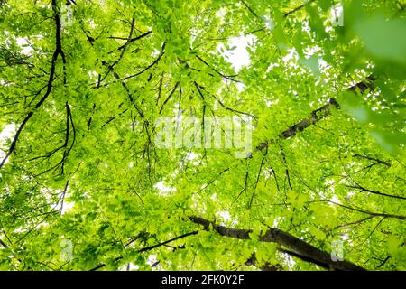 (Messa a fuoco selettiva) vista mozzafiato di alcune corone di alberi verdi. Bella foresta con alcuni alberi di quercia con rami e foglie che formano uno sfondo naturale. Foto Stock