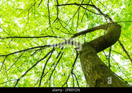 (Messa a fuoco selettiva) vista mozzafiato di alcune corone di alberi verdi. Bella foresta con alcuni alberi di quercia con rami e foglie che formano uno sfondo naturale. Foto Stock