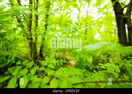 (Fuoco selettivo, messa a fuoco in primo piano) vista mozzafiato di alcune foglie di quercia verde in primo piano e una foresta sfocata sullo sfondo. Foto Stock