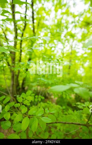 (Fuoco selettivo, messa a fuoco in primo piano) vista mozzafiato di alcune foglie di quercia verde in primo piano e una foresta sfocata sullo sfondo. Foto Stock