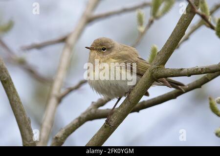 Comune (Chiffchaff Phylloscopus collybita) Foto Stock