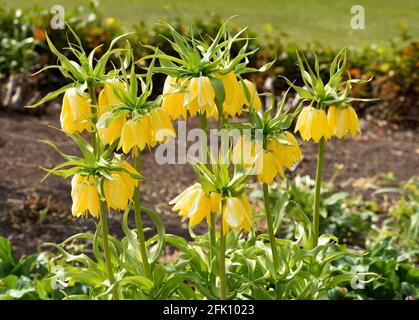 I fiori gialli della Corona del Fritillario Imperiale. Foto Stock