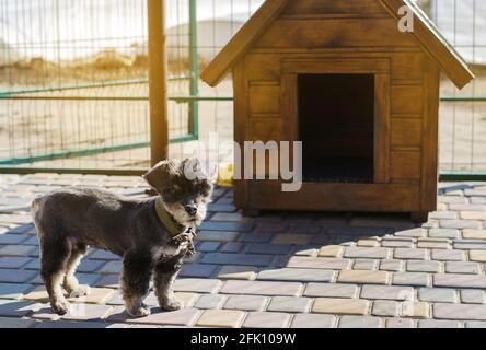 Bel cane nero di pooch vicino alla cabina in una giornata di sole. Casa per un animale. Messa a fuoco selettiva Foto Stock