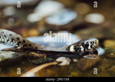 Il serpente di erba giovane (Natrix natrix) si muove attraverso l'acqua, concentrandosi su primo piano Foto Stock