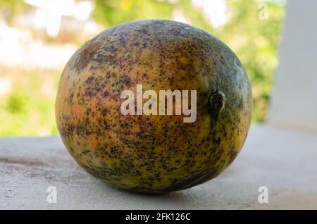 Stelo del mango indiano orientale Foto Stock