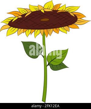 Girasole con foglie Illustrazione Vettoriale