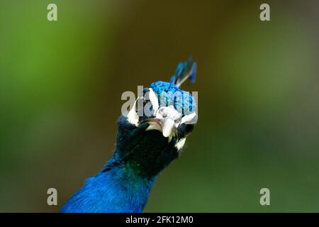 Un Peacock guarda in modo inquietante verso il basso l'obiettivo della fotocamera Foto Stock