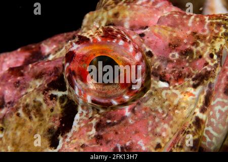 Il Taurulus bubalis è un caratteristico pesce roccioso fino a 20 cm di lunghezza con un'ampia testa ossea che si rastrema alla coda. Gli occhi e la bocca sono molto l Foto Stock