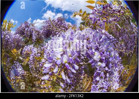 Glicine in fiore a Knightsayes National Trust House Foto Stock