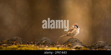 Un passero si trova su un vecchio tetto di ardesia. Concetto autunnale. Foto Stock